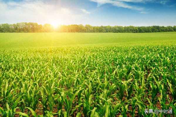 大米期货最新价格走势,2023下半年大米暴涨原因