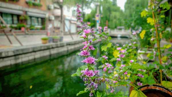 濟南玩一天最值得去的景點-濟南旅游景點開放時間