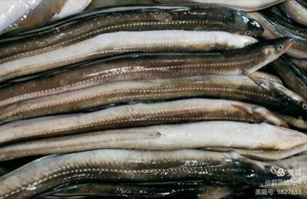 血鰻魚怎么煮好吃、血鰻魚怎么煮好吃又簡單