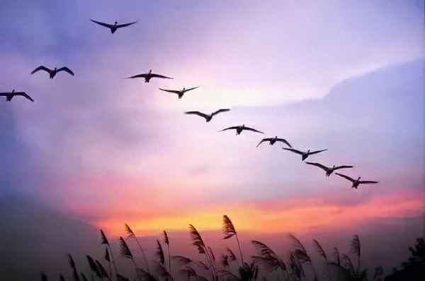 惠崇春江晚景的诗;惠崇春江晚景的诗意20字