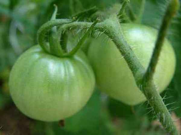 海苔相克的食物是什么、兒童經常吃海苔好不好
