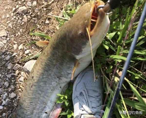鯰魚圖片大全大圖;鯰魚圖片大全大圖 卡通