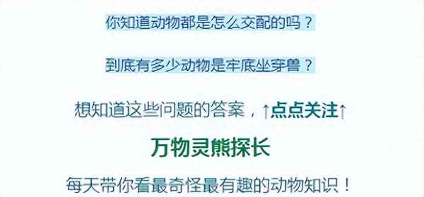 巧克力里的白色蠕蟲-巧克力里白色的蟲子