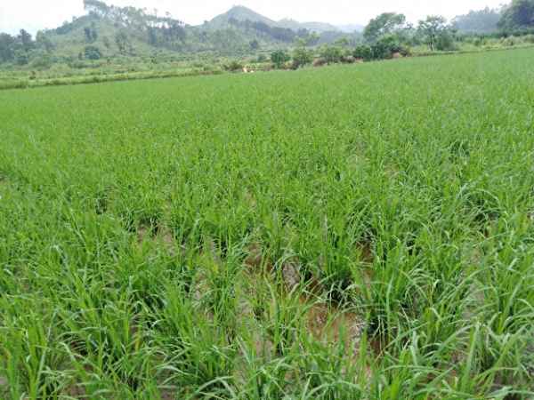 稻田农药什么时候打最好—稻田打什么农药最好