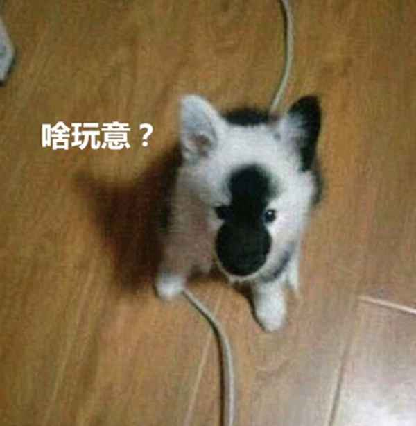 邊牧狗圖片邊牧犬多少錢一只、邊牧犬價格怎么樣