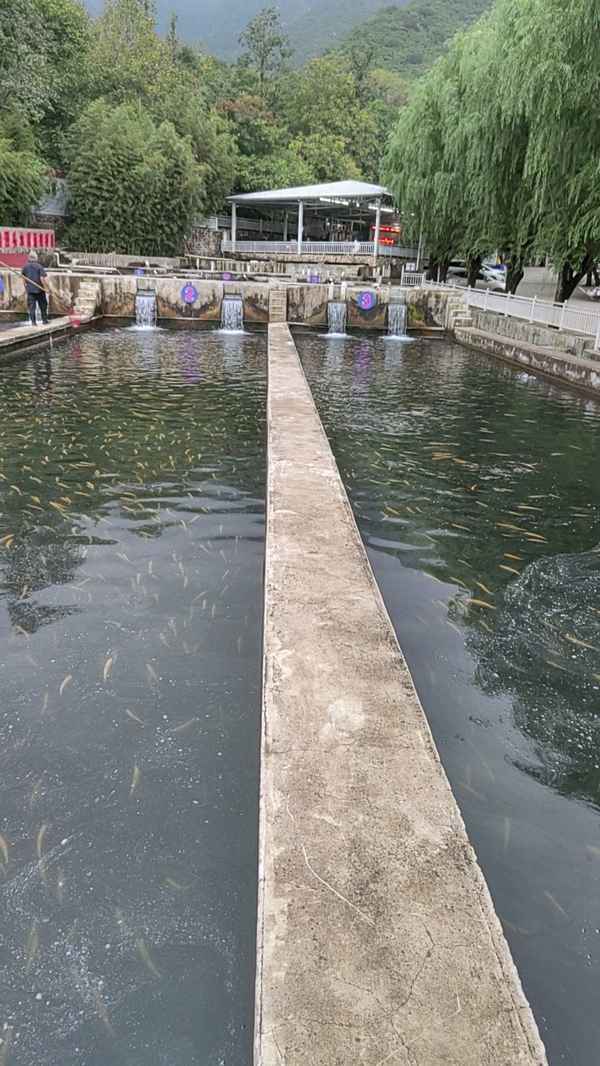 虹鱒魚魚苗批發(fā)廠家、虹鱒魚魚苗批發(fā)廠家排名