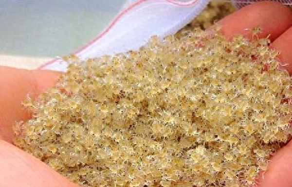 螃蟹可以人工养殖吗、人工养螃蟹怎么养