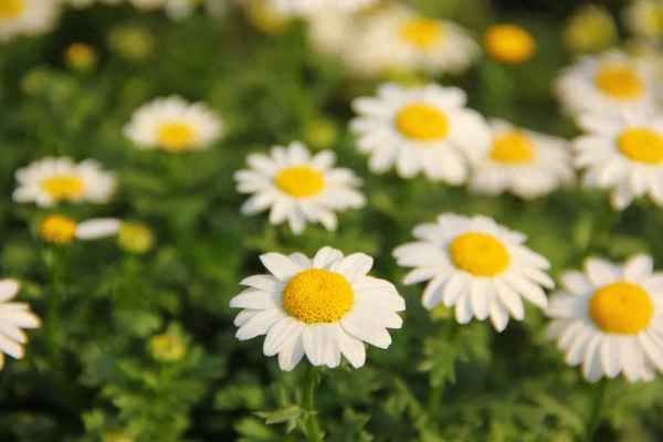 关于白居易的古诗,关于白居易的古诗还有哪些