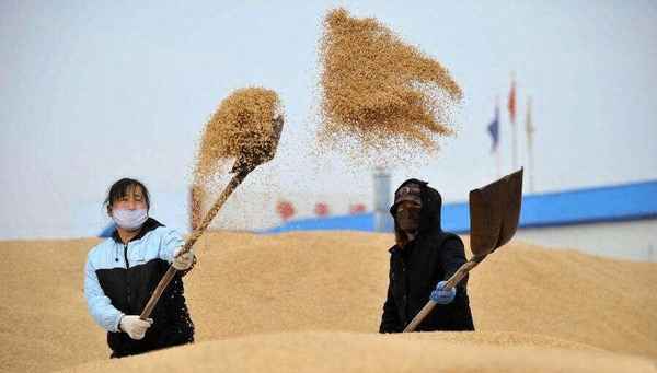 中国粮食储备多少吨-中国粮食储备多少吨2022