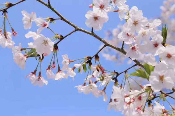 怎么形容蜜蜂的勤勞_怎么形容蜜蜂的勤勞和勤奮