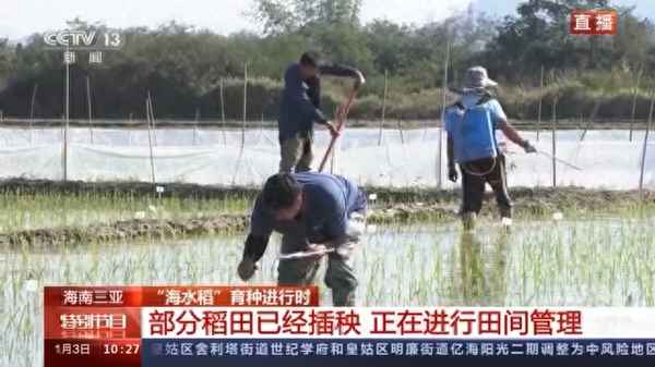 水稻是哪国人发明的;水稻是哪国人发明的图片