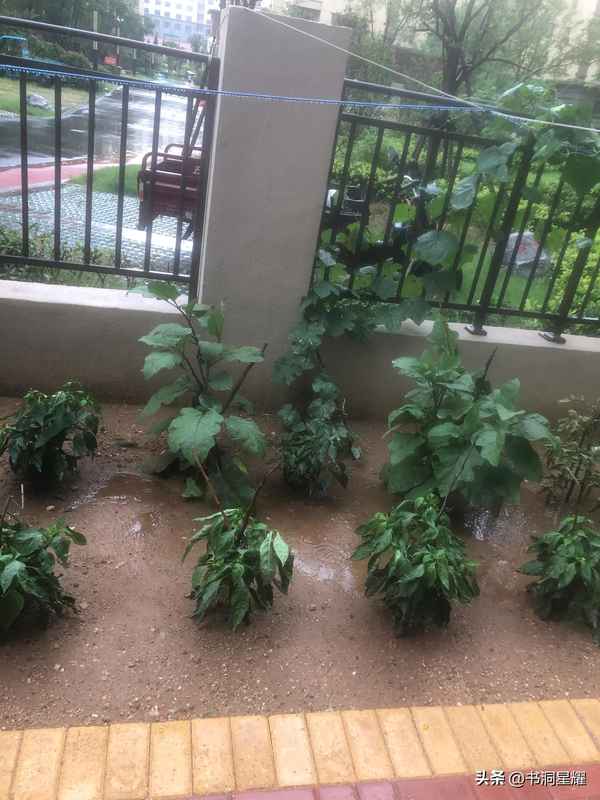 一個月以后的天氣預報準嗎(未來一個月天氣預報準不準)