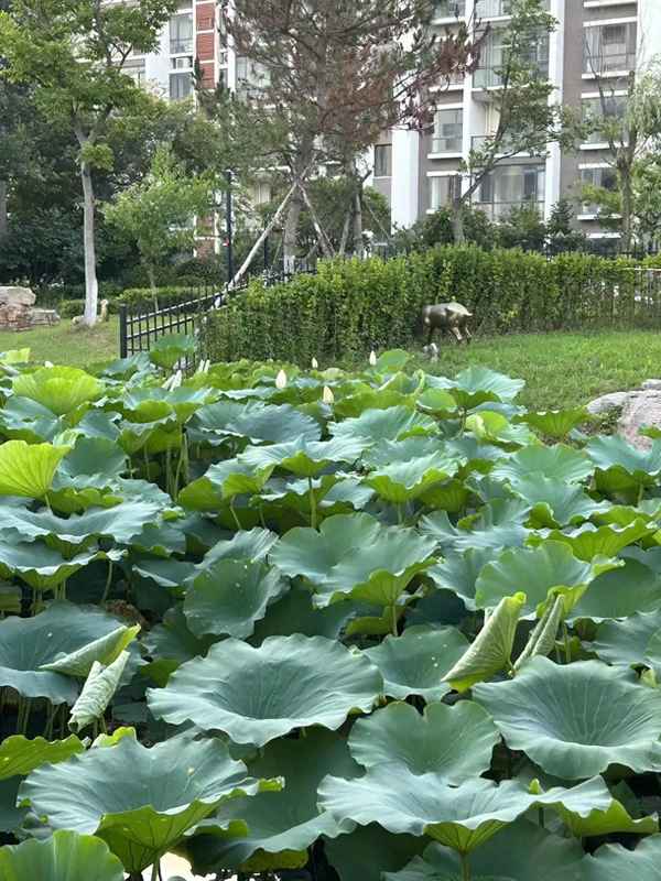 夏天的景色200字作文,夏天的景色200字左右