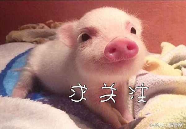 獸藥阿奇霉素的最佳配伍,獸藥阿奇霉素的最佳配伍是
