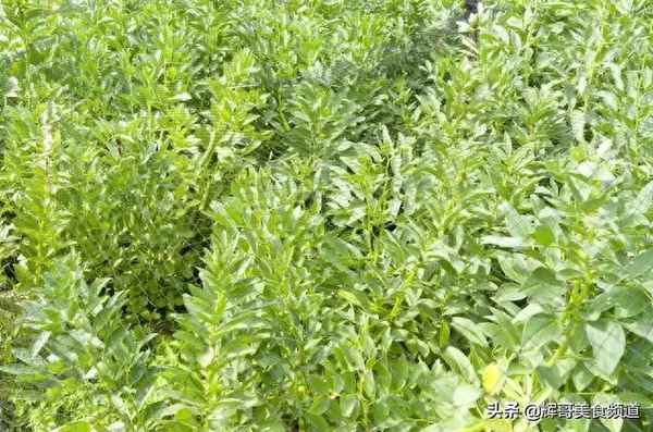蠶豆一般做成什么食品(蠶豆能做什么用途)