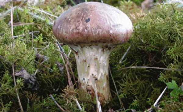 梦见自己偷橘子什么意思_梦见摘橘子是预示什么意思