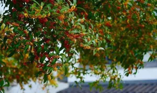 杭州11月份天气_杭州11月份天气还热吗