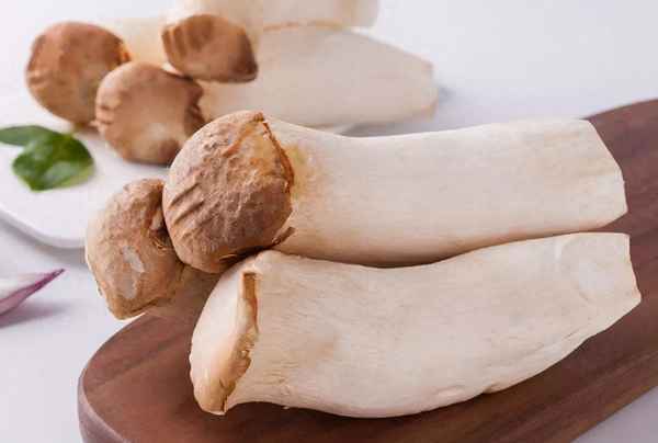 鸡腿菇与杏鲍菇区别、鸡腿菇的食用禁忌