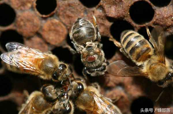 蜜蜂常见病和常用药—蜜蜂常见病和常用药有哪些