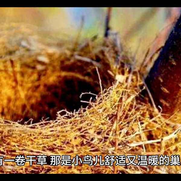 珍珠鳥課文原文朗讀(珍珠鳥朗讀課文)