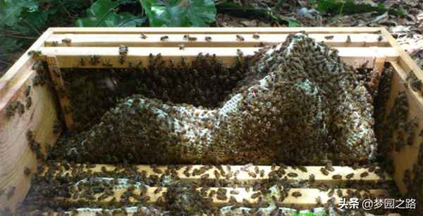 怎么诱蜜蜂自动飞进蜂箱—怎么诱蜜蜂自动飞进蜂箱mc
