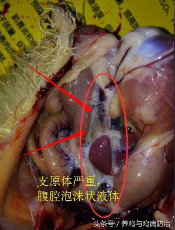 強力霉素與阿奇霉素哪個好_強力霉素阿奇霉素利巴韋林