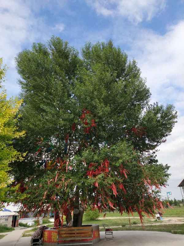 菩提本无心下一句,菩提本无树后面几句是什么