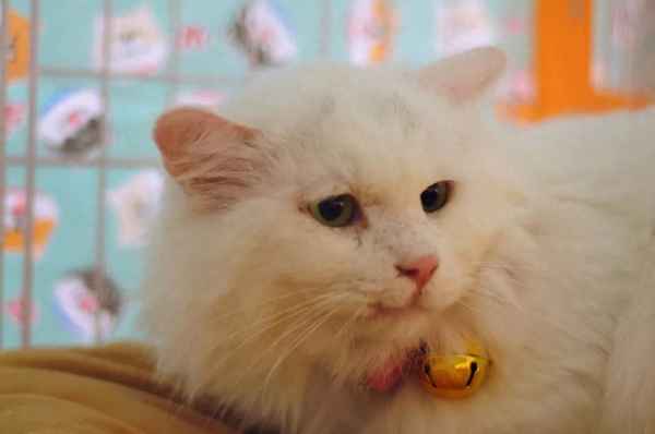 怎么做貓吃的蛋糕圖片_kitty貓蛋糕圖片