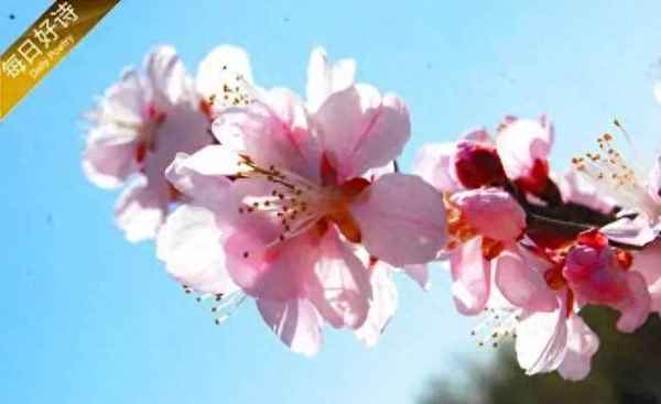 路人借问遥招手下一句是什么—路人借问遥招手上一句是什么