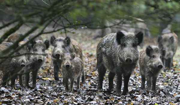 中国哪些地方野猪成灾;中国有野猪的地方