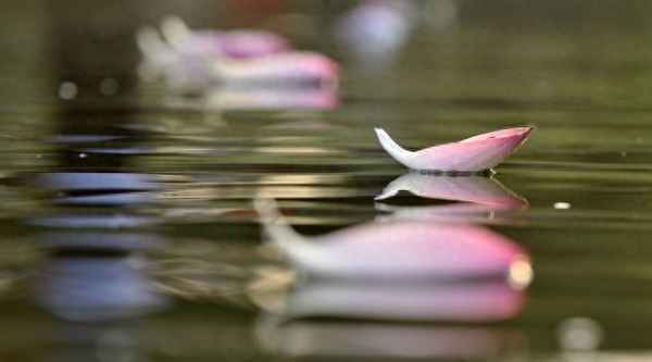 落花流水比喻爱情什么意思—落花流水意啥意思