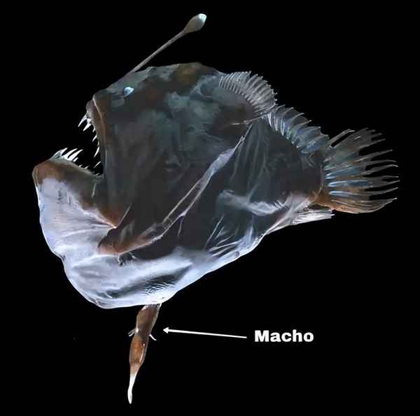 燈籠魚和鮟鱇魚是一種嗎_燈籠魚與鮟鱇魚的區別