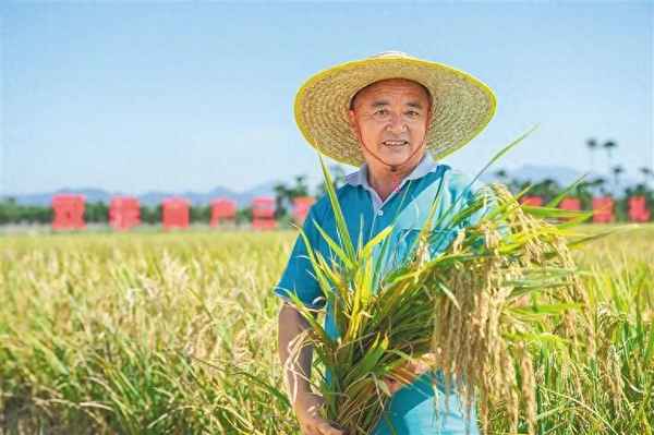 杂交水稻亩产3000公斤_杂交水稻亩产1200公斤