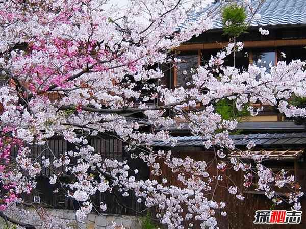 日本社会文化_日本社会文化自考