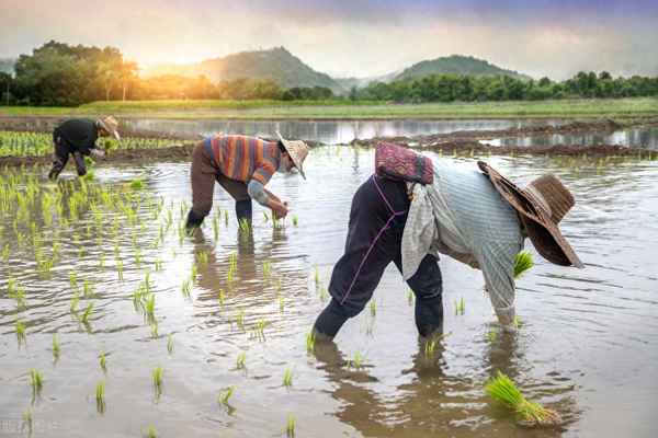 杂交水稻价格多少一斤_杂交水稻产量是多少