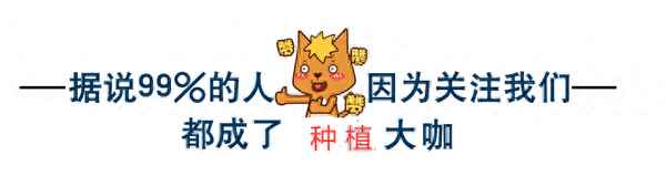水稻赤枯病的最有效治療方法(水稻赤枯病的最有效治療方法是什么)
