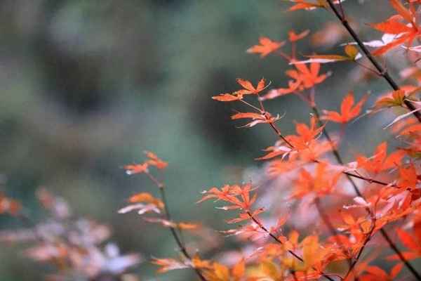 禹城市有什么好玩的地方—禹城市旅游景點(diǎn)有哪些景點(diǎn)推薦
