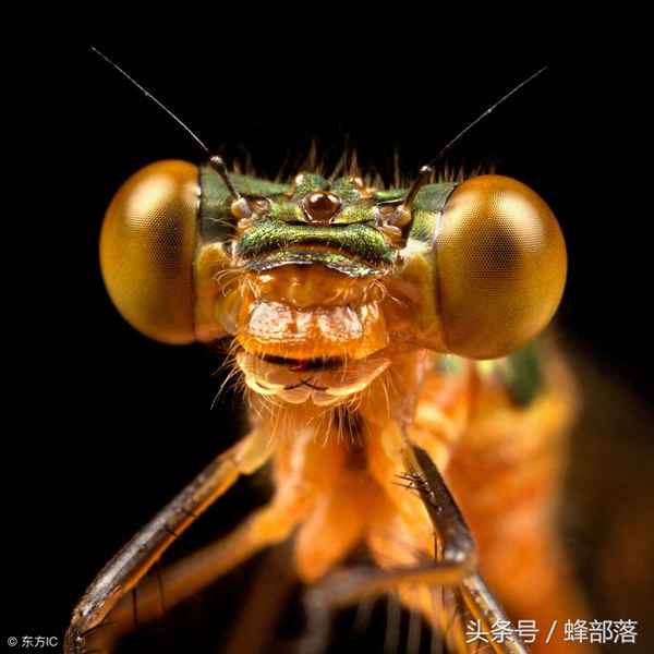 中蜂一般养几框分蜂最好、中蜂养几脾蜂最好