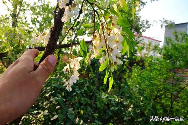蒸洋槐花需要蒸幾分鐘—蒸洋槐花需要蒸幾分鐘最好