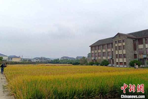 雜交水稻那年培育出來的—雜交水稻幾幾年研發出來的