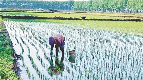 龙稻18水稻品种简介绥粳—龙稻18品种的表现