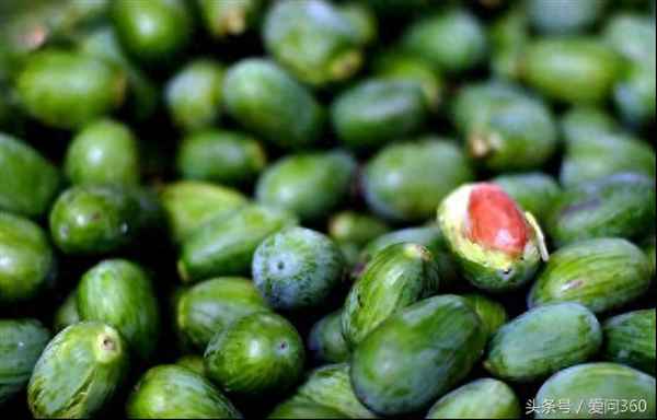 吃香榧的6大好處、兒童吃香榧的6大好處