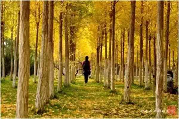 秋天兰州周边哪里好玩-兰州附近秋景哪里最美