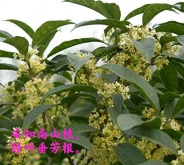 屈原的古诗1到4年级、屈原的古诗大全小学