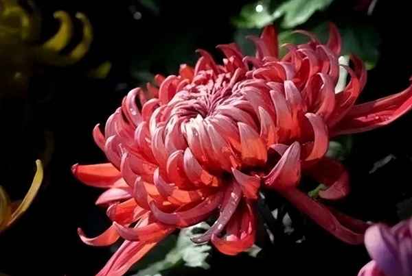 重阳古诗大全50首-重阳古诗有哪些？