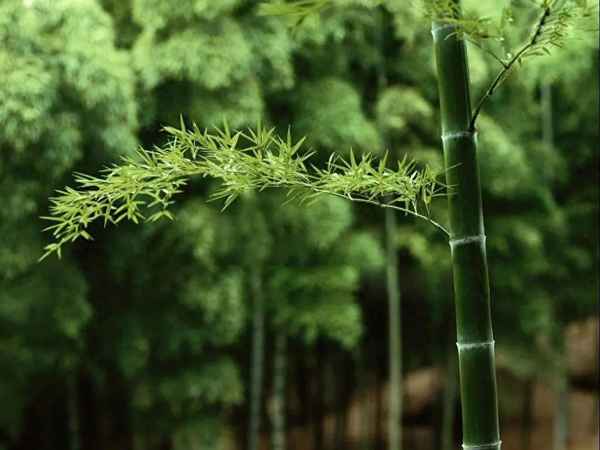 雜交水稻種植技術-雜交水稻種植技術中國