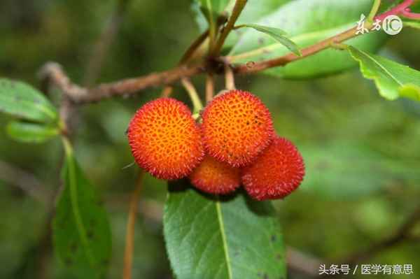 楊梅酒對男人性功能有影響嗎—楊梅酒壯陽(yáng)嗎