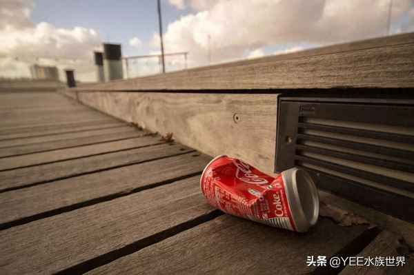 可樂里面出現死魚,可樂為什么會腐蝕魚