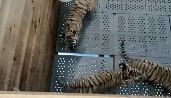 江西南昌有幾個(gè)動(dòng)物園,江西南昌有幾個(gè)動(dòng)物園在哪里