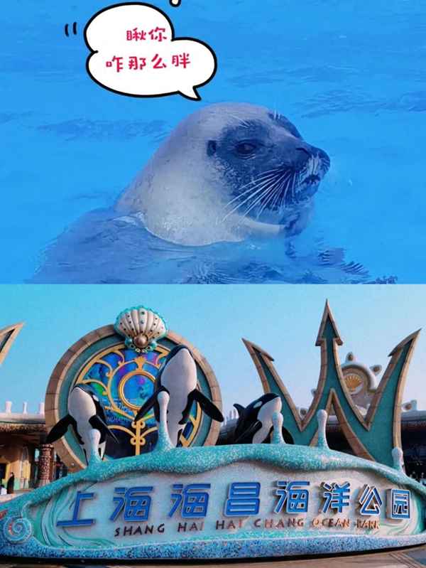 上海海洋水族館游玩攻略,陸家嘴水族館好玩嗎